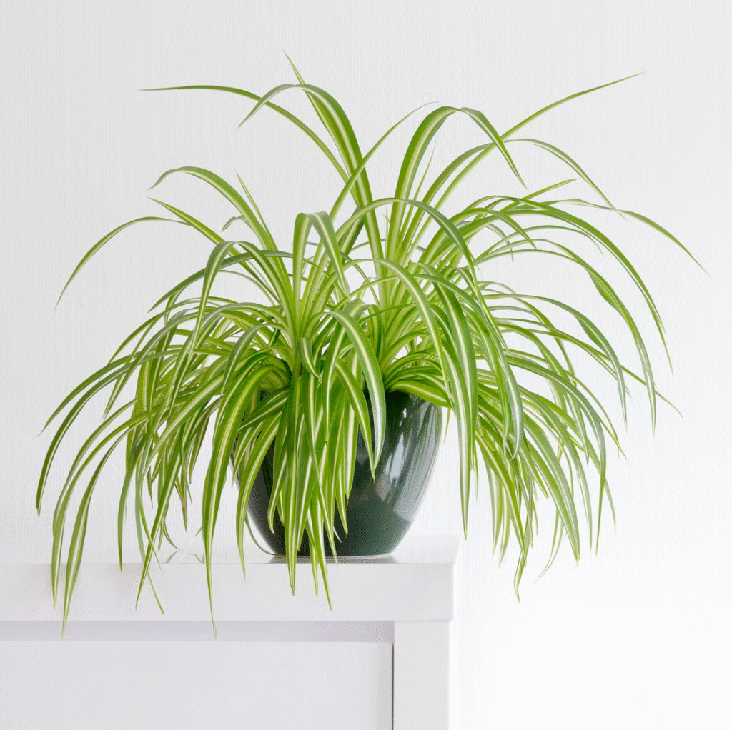 Pet safe plants , indoor plants , non-toxic indoor plants, Spider plants