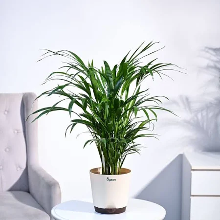 Pet safe plants , indoor plants , non-toxic indoor plants, Areca palm plants