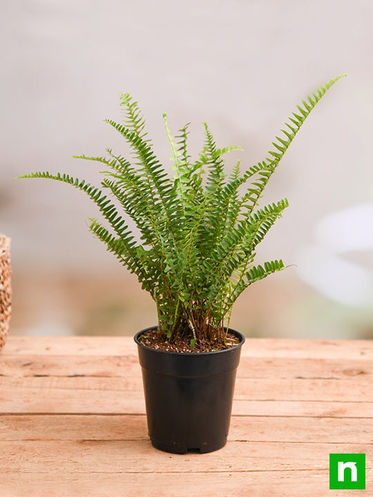 Pet safe plants , indoor plants , non-toxic indoor plants, Boston Fern plants