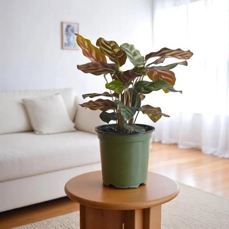 Pet safe plants , indoor plants , non-toxic indoor plants