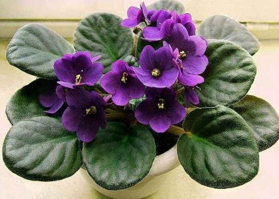 Pet safe plants , indoor plants , non-toxic indoor plants