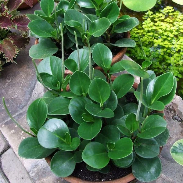 Pet safe plants , indoor plants , non-toxic indoor plants