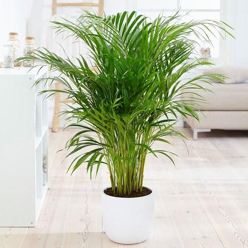 Pet safe plants , indoor plants , non-toxic indoor plants