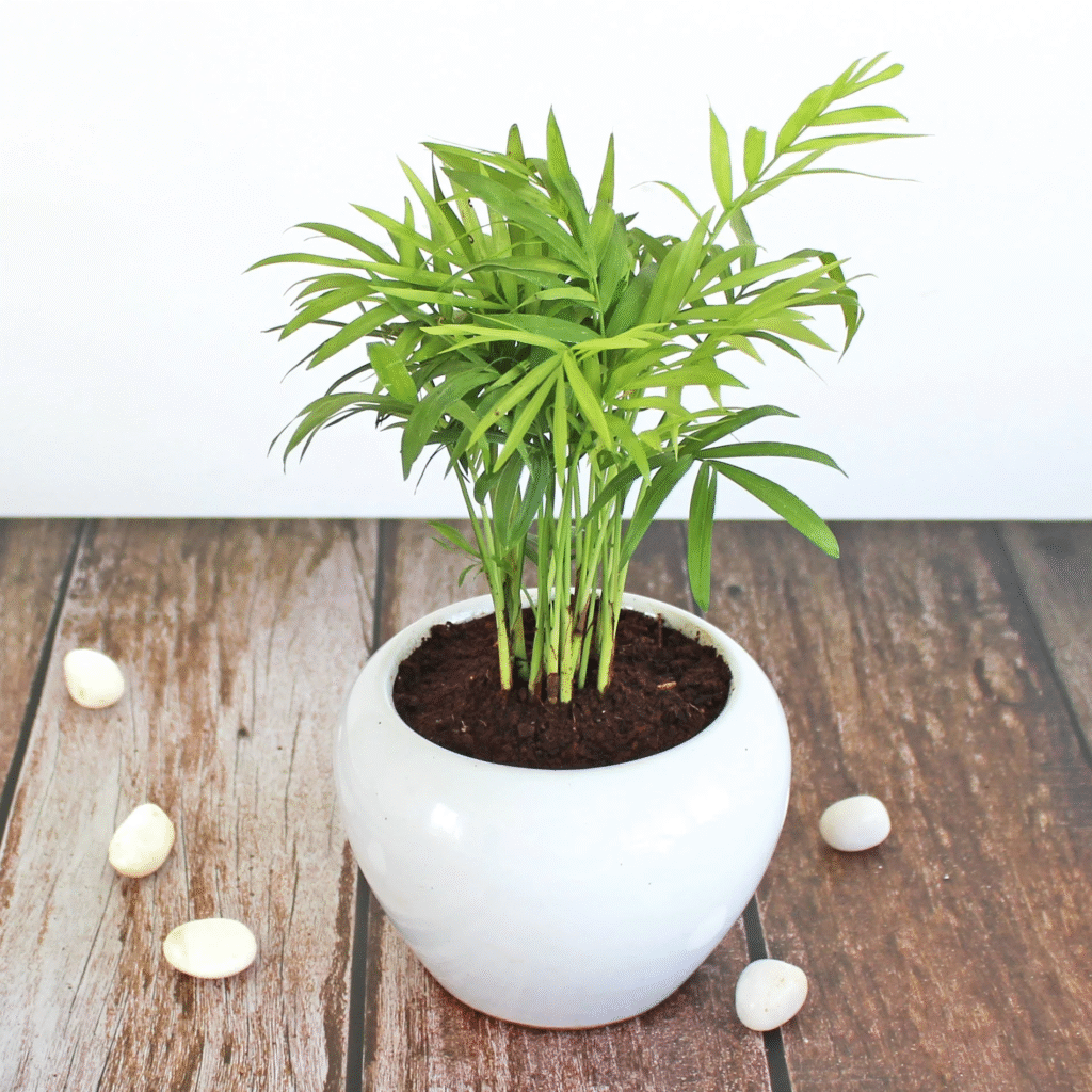 Pet safe plants , indoor plants , non-toxic indoor plants