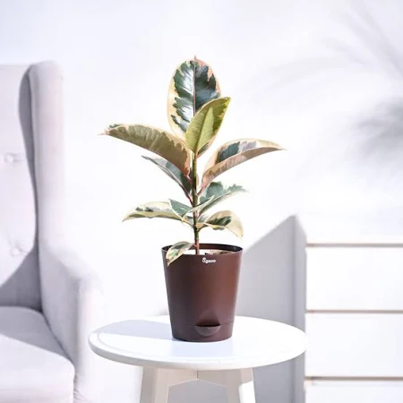 Pet safe plants , indoor plants , non-toxic indoor plants