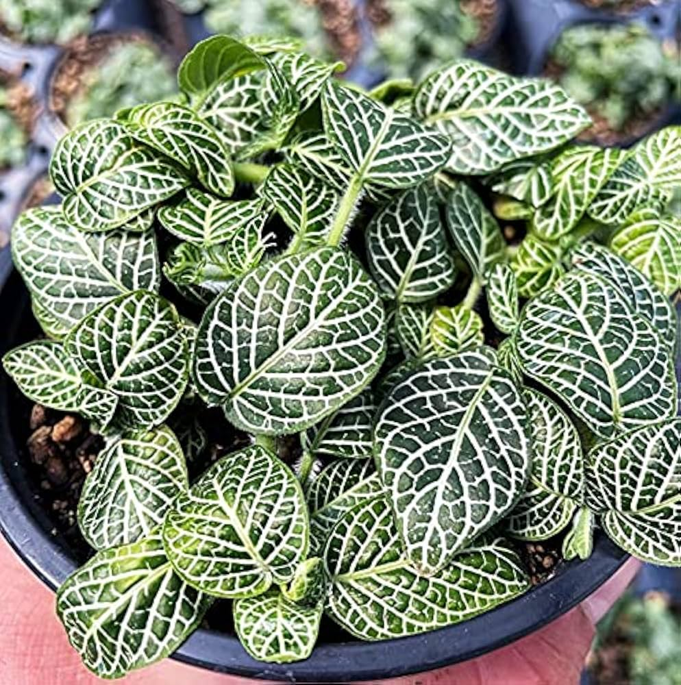 Pet safe plants , indoor plants , non-toxic indoor plants