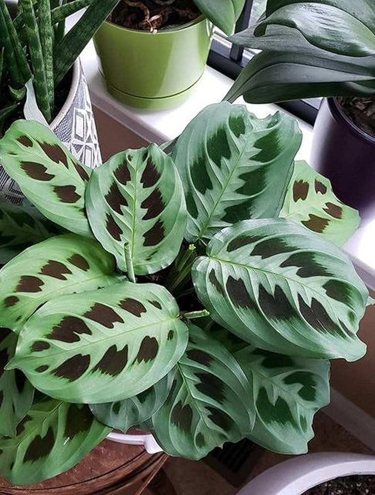 Pet safe plants , indoor plants , non-toxic indoor plants