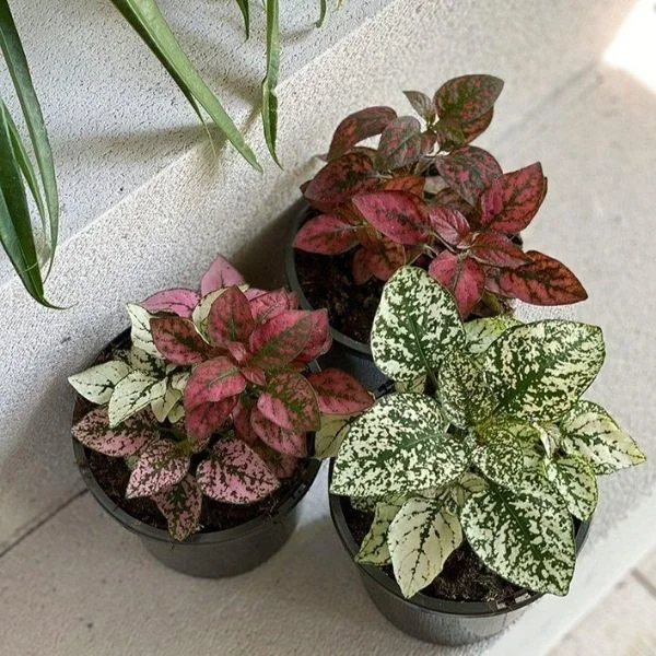 Pet safe plants , indoor plants , non-toxic indoor plants
