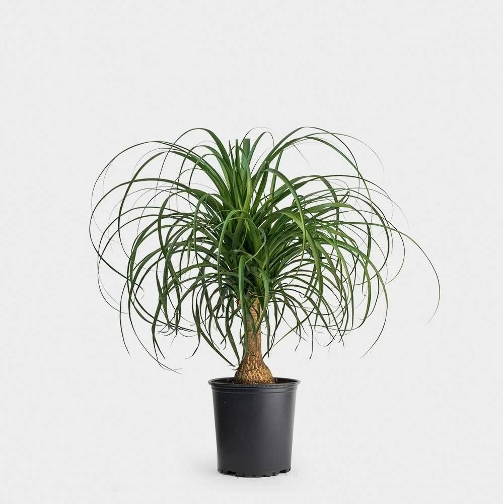 Pet safe plants , indoor plants , non-toxic indoor plants