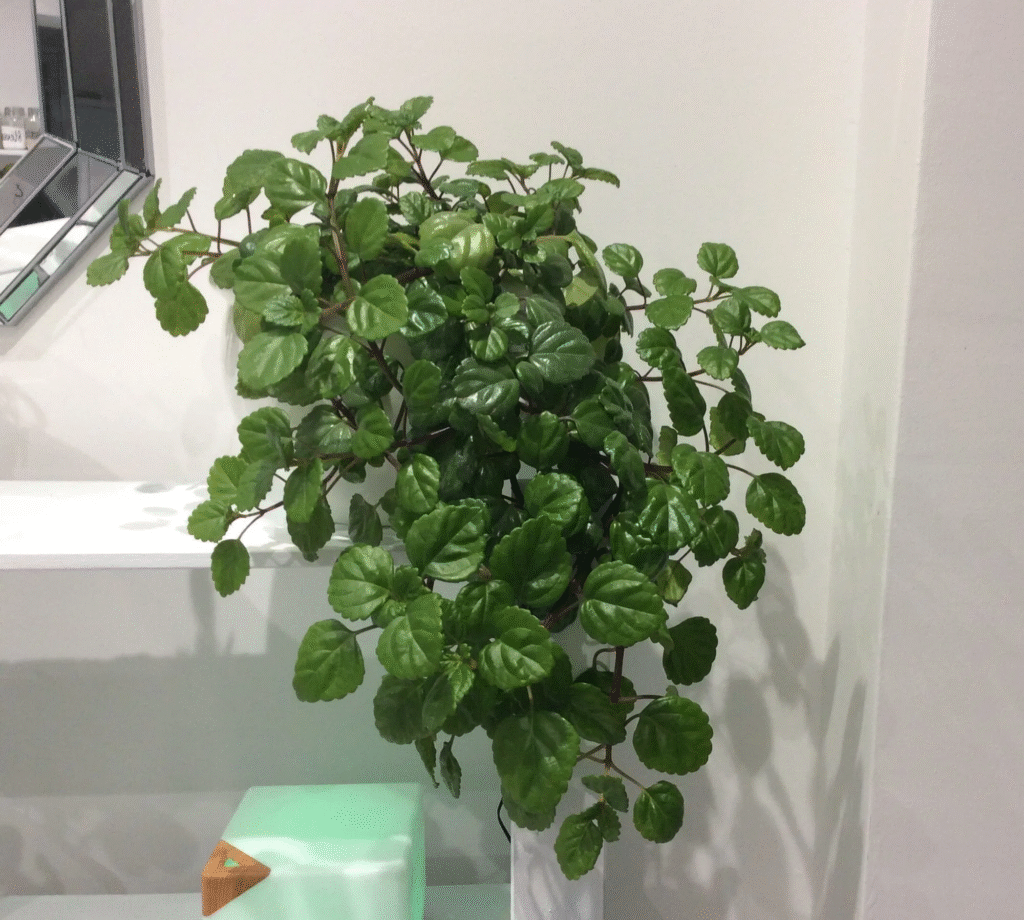 Pet safe plants , indoor plants , non-toxic indoor plants