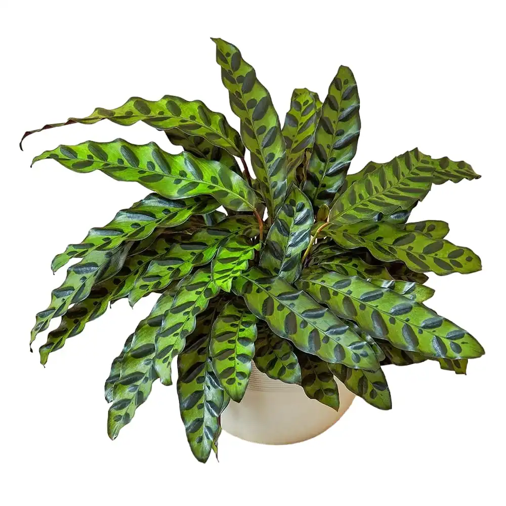 Pet safe plants , indoor plants , non-toxic indoor plants
