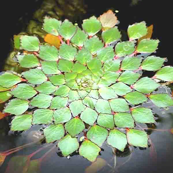 Pet safe plants , indoor plants , non-toxic indoor plants