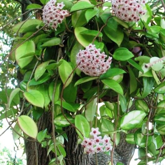 Pet safe plants , indoor plants , non-toxic indoor plants