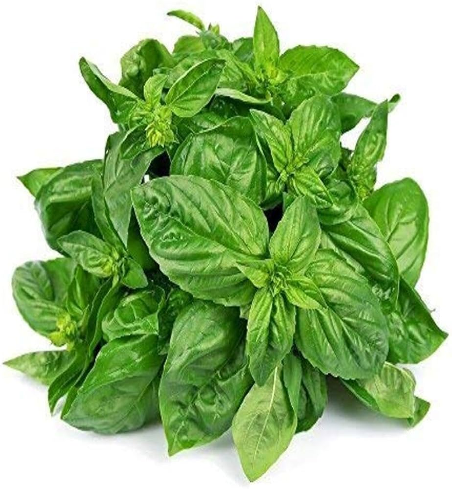 Pet safe plants , indoor plants , non-toxic indoor plants, Basil plant