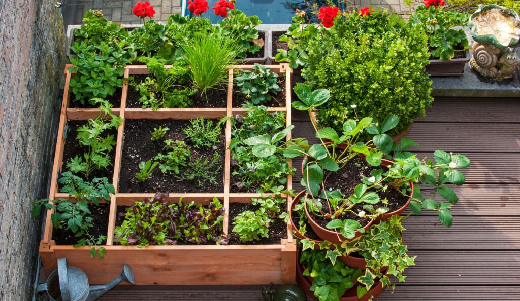 how to start a vegetable garden